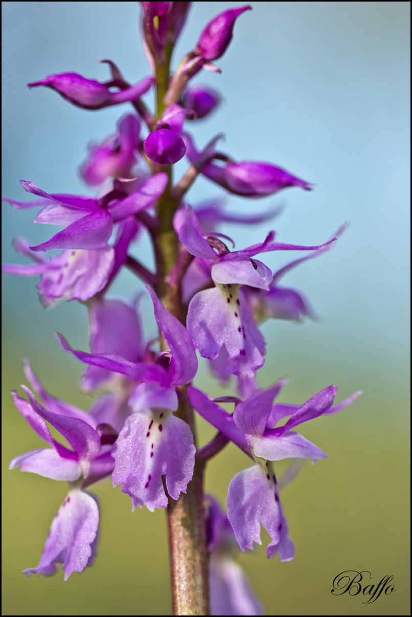 Orchis mascula subsp. speciosa